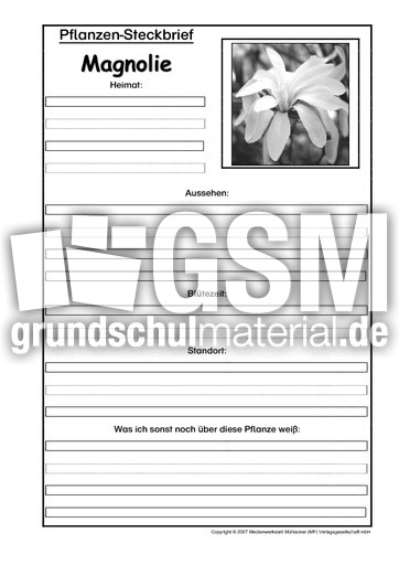 Pflanzensteckbrief-Magnolie-SW.pdf